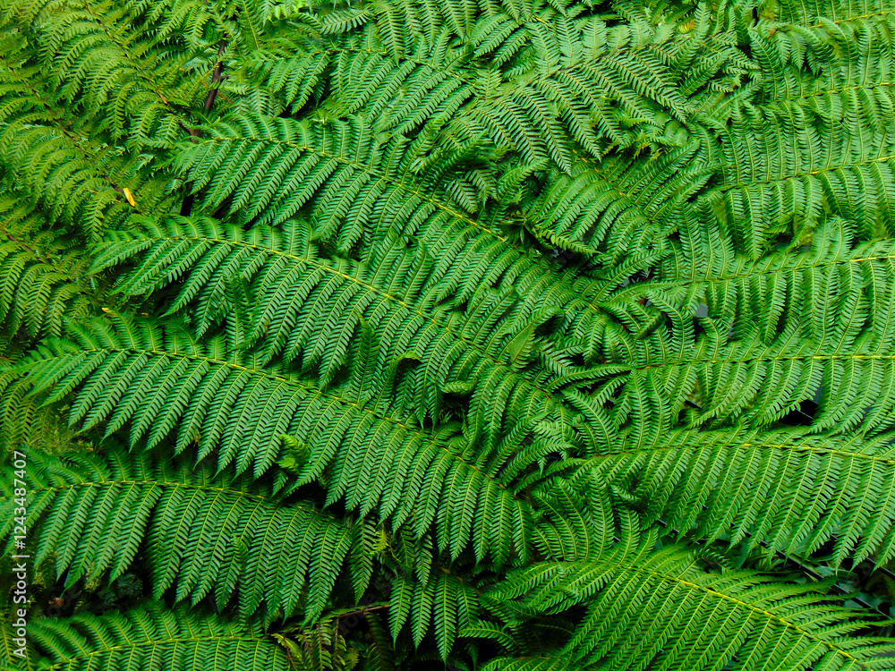 Fern foliage pattern for background or wallpaper Fern foliage pattern for background or wallpaper