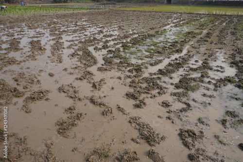 A paddy field prepared for rice cultivation