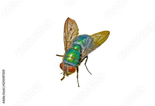 green fly insect on white background cutout