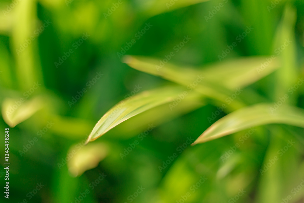 Obraz premium Close up Green leaves background