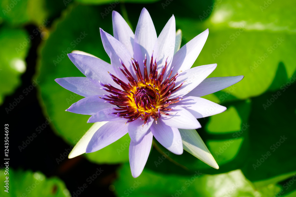Beautiful Purple Water Lily Blooming Above Green Leaves Beautiful Purple Water Lily Blooming Above Green Leaves