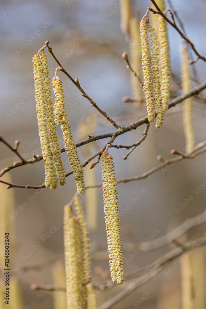 Willow or hazelnut Catkins in winter time Willow or hazelnut Catkins in winter time
