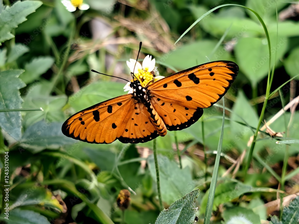 butterfly on flower