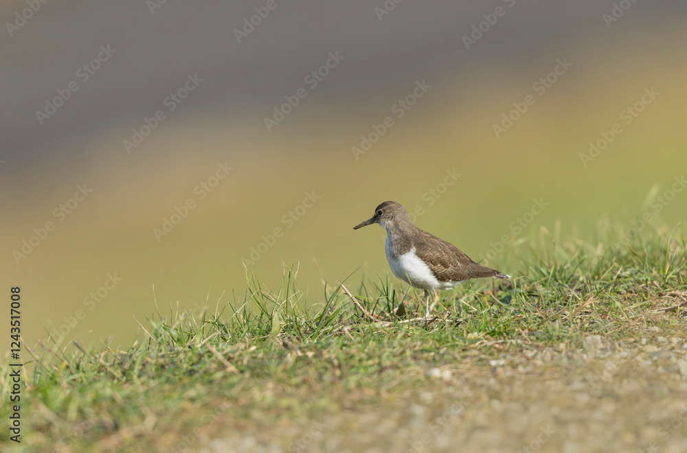 Common Sandpiper Tringa or Actitis hypoleucos wading Common Sandpiper Tringa or Actitis hypoleucos wading
