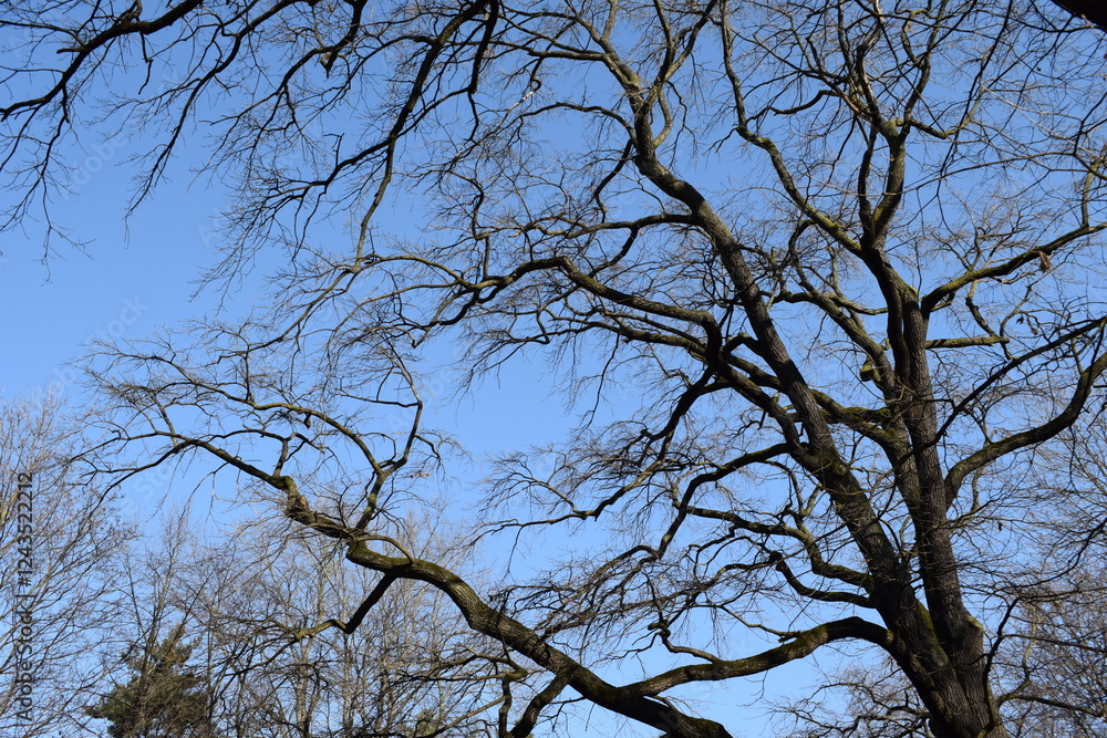 winter tree branches against the sky winter tree branches against the sky