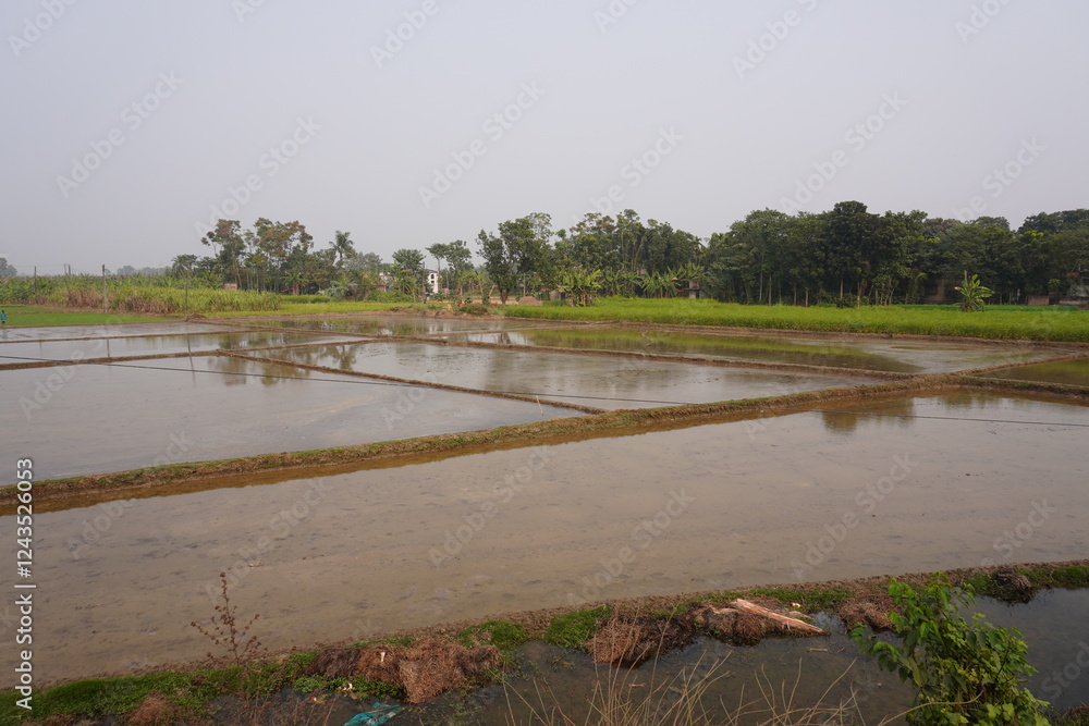 The land has been divided into plots and prepared properly before plantation paddy The land has been divided into plots and prepared properly before plantation paddy