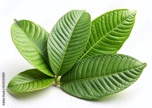 Lush Green Guava Leaves Isolated on White Background - Stock Photo