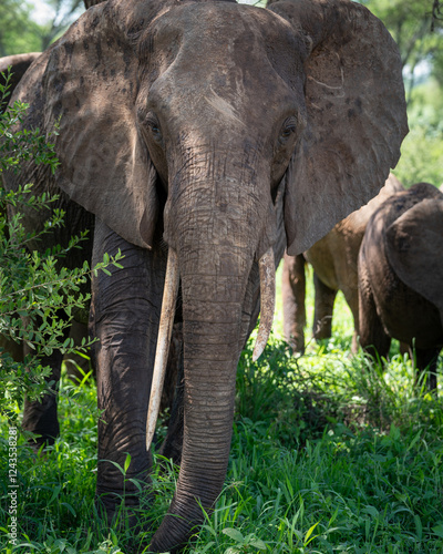 Large Elephant Family in Tarangire National Park, Tanzania photo