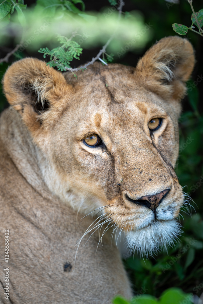 Wild Lioness Staring into the Camera in Serengeti National Park, Tanzania Wild Lioness Staring into the Camera in Serengeti National Park, Tanzania