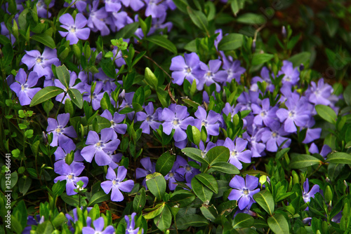 Common periwinkle, or Vinca minor flowers in a garden