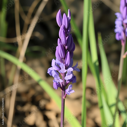 Purple Lily - Camas Lily (Camassia quamash). photo