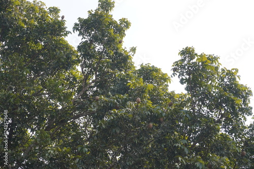Mangifera pajang is known as a wild mango tree with its leaves and fruits