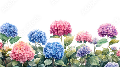 Wallpaper Mural a vibrant watercolor painting of a cluster of pink and blue hydrangeas, arranged in a row against a white background, evoking a sense of natural beauty and tranquility. Torontodigital.ca