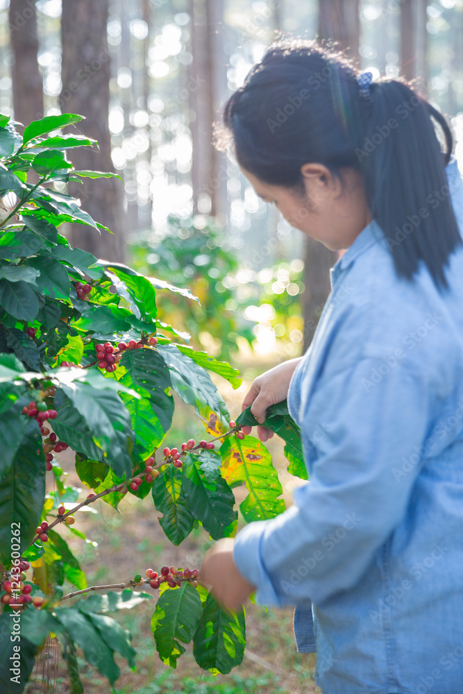 Harvest coffee bean ripe Red berries typing laptop computer check quality control plant coffee tree. Smart farmer using laptop in green coffee farm sustainable quality control agriculture technology Harvest coffee bean ripe Red berries typing laptop computer check quality control plant coffee tree. Smart farmer using laptop in green coffee farm sustainable quality control agriculture technology