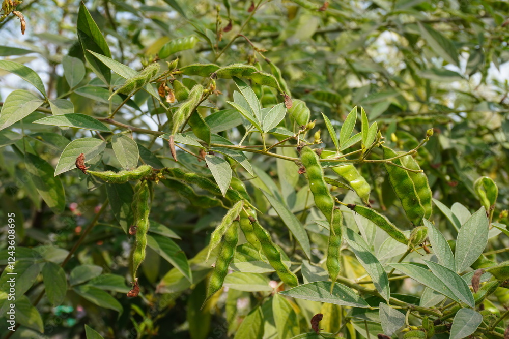 The pigeon pea plant is full with pigeon pea along with its green leaves The pigeon pea plant is full with pigeon pea along with its green leaves
