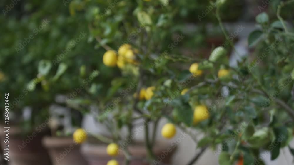 A tree with many lemons on it. The lemons are hanging from the tree and are ripe