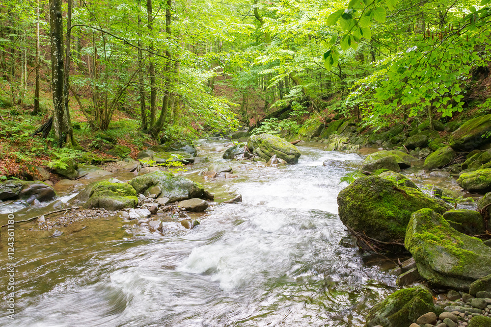 river in the forest. mossy rock. nature scenery with trees above water stream. sunny day in summer. refreshing recreation