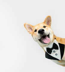 Portrait elegant and happy shiba inu puppy dog peeking out from behind a blue banner celebrating birthday or valentine's day. Isolated on white background
