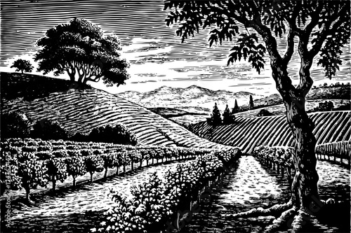 Scenic Vineyards in Vintage Etching Style Illustration with Rolling Hills