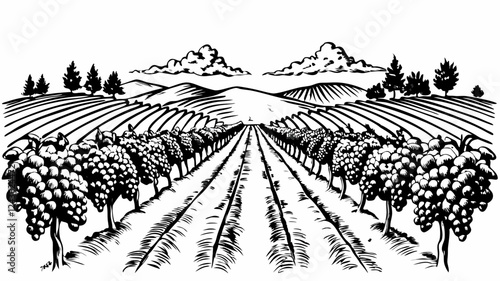 Vintage Vineyard Landscape with Grapevines and Hills in Black and White Illustration