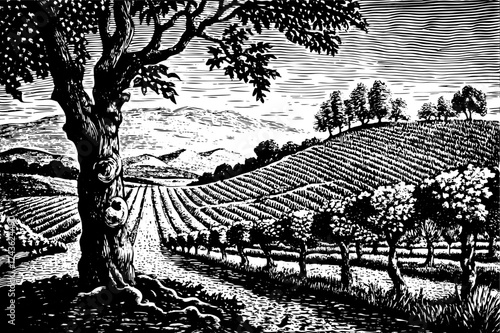 Vintage Vineyard Landscape Illustration Detailed Engraved Style of Rolling Hills and Trees