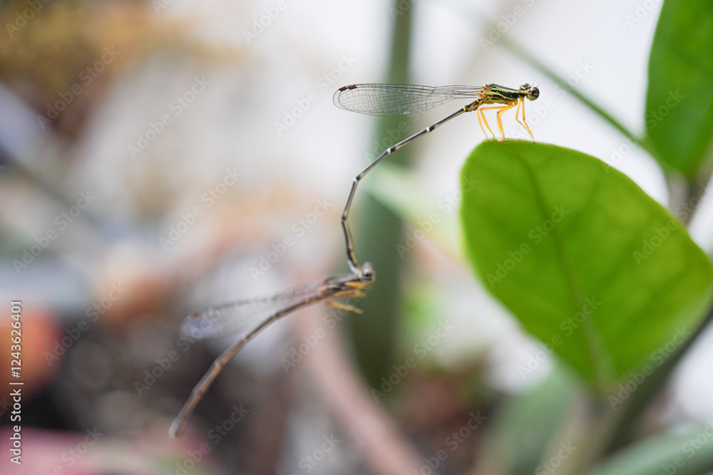 Two damselflies are mating and landing on a leaf. Two damselflies are mating and landing on a leaf.