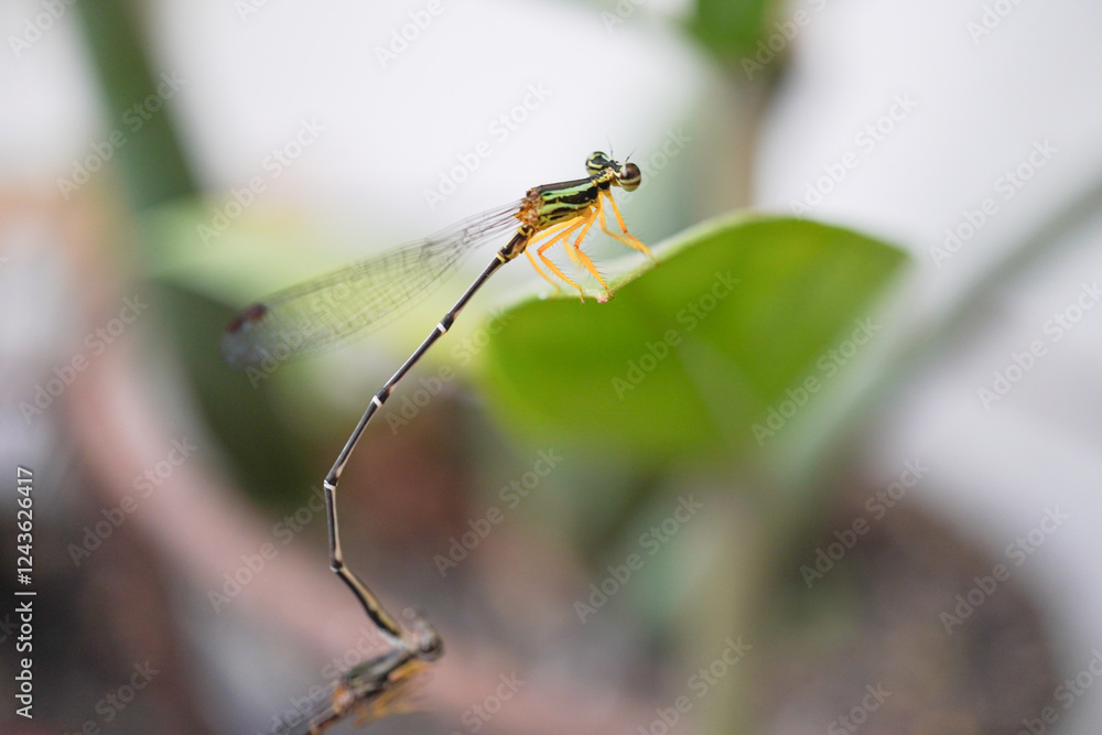 Two damselflies are mating and landing on a leaf.