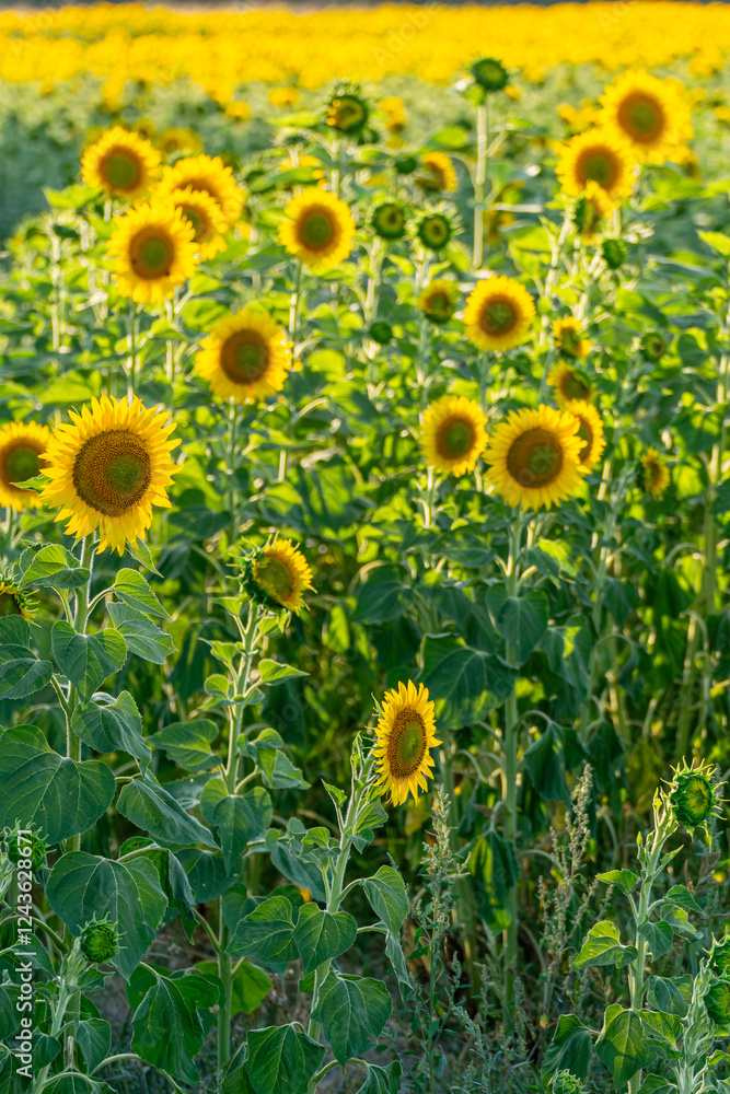 Obraz premium sunflower field in summer before harvesting, agriculture in summer background concept