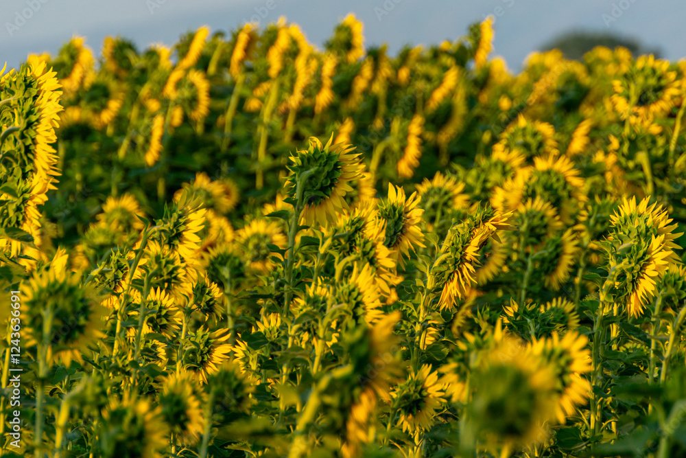 Obraz premium agricultural field of sunflowers in summer before harvesting, agriculture background concept