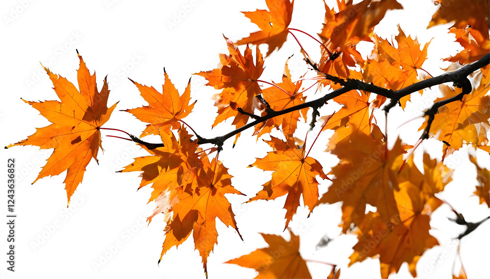 Close-Up Of Dark Brown Branch With Vibrant Autumn Maple Leaves Close-Up Of Dark Brown Branch With Vibrant Autumn Maple Leaves