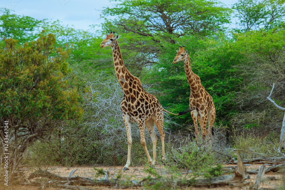 Obraz premium Two giraffes graze in lush surroundings of Kruger National Park in South Africa during daylight
