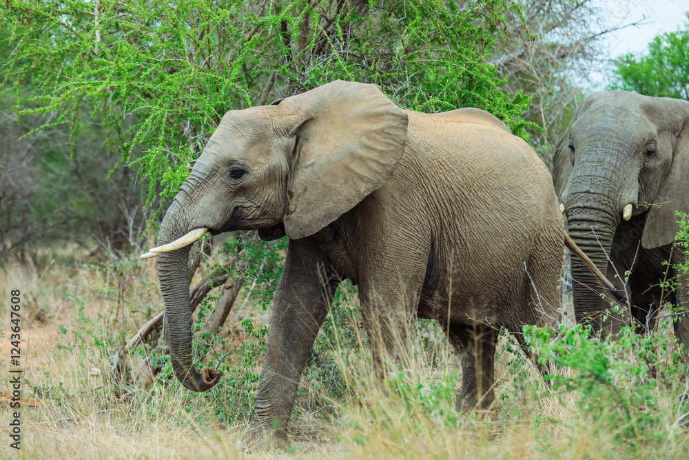 Elephants walking through Kruger National Park in South Africa during a sunny afternoon Elephants walking through Kruger National Park in South Africa during a sunny afternoon