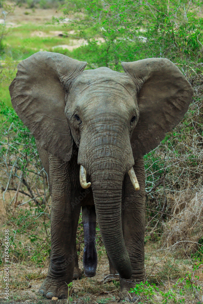 A majestic elephant stands amid lush vegetation in Kruger National Park, South Africa