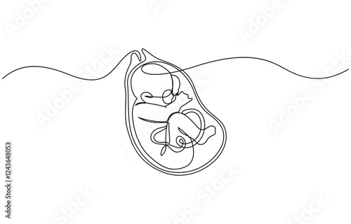 Baby embryo in womb, fetus one art line continuous drawing, Continuous line of fetus in womb.one line drawing of baby fetus in mother's stomach in gestational age.