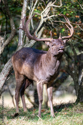 Male fallow deer - Dama Cervinae