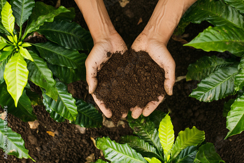 Hands holding rich soil among thriving coffee plants photo