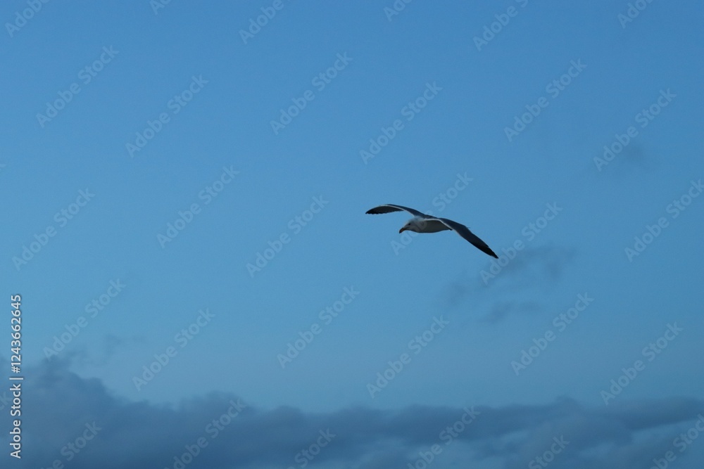 Fototapeta premium Seagulls in the evening sky
