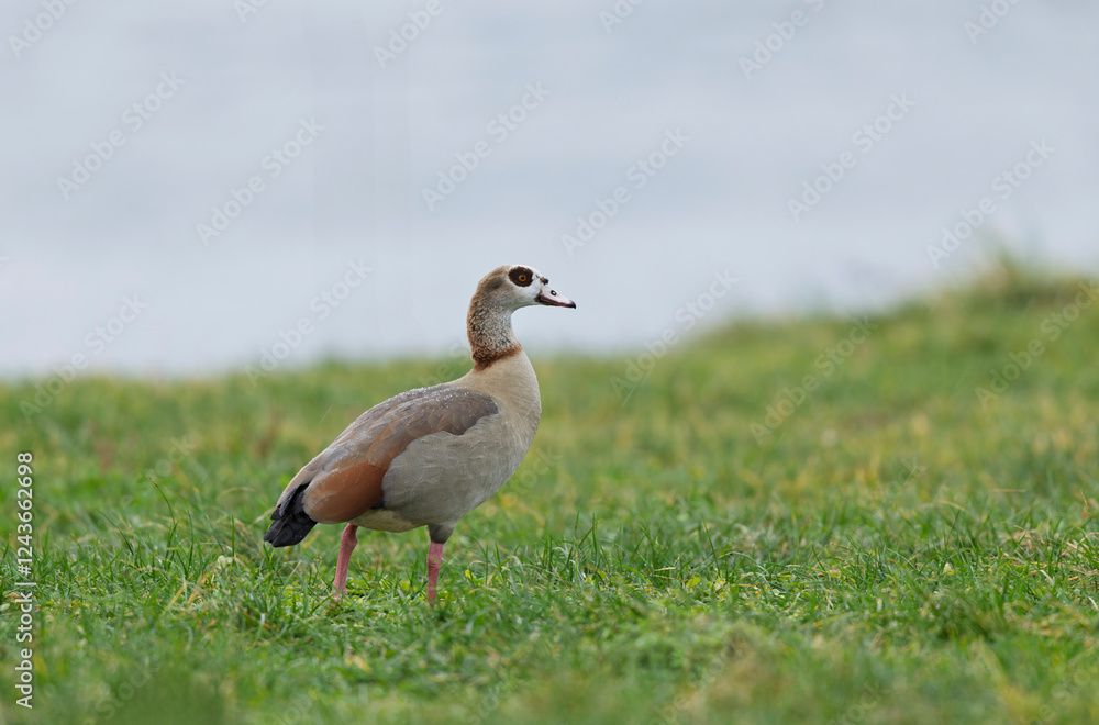 Egyptian goose Alopochen aegyptiaca, an invasive species for France Egyptian goose Alopochen aegyptiaca, an invasive species for France