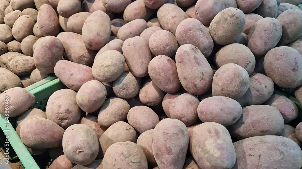 Selling potatoes. Close-up of potatoes at a market or store counter. Food product, harvest. A pile of potatoes in a supermarket, selective focus Selling potatoes. Close-up of potatoes at a market or store counter. Food product, harvest. A pile of potatoes in a supermarket, selective focus