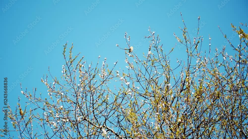 4k aerial video capturing blooming branches against a clear blue sky during springtime 4k aerial video capturing blooming branches against a clear blue sky during springtime