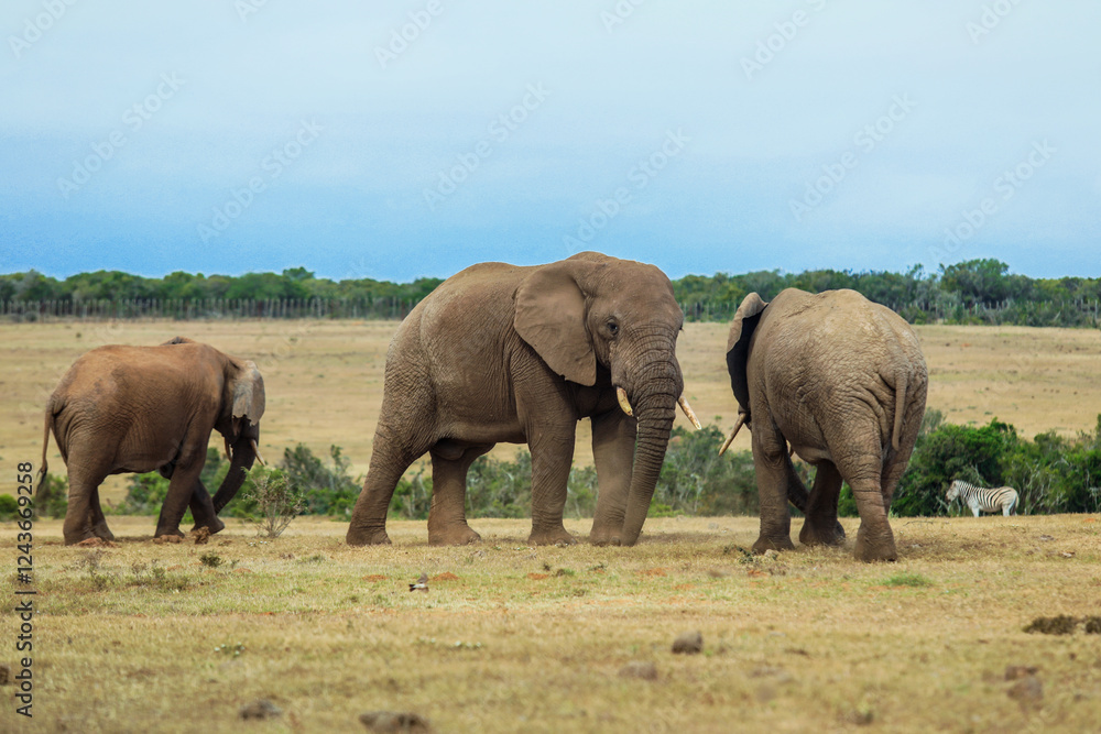 Three elephants interact in a South African savannah during a bright day Three elephants interact in a South African savannah during a bright day