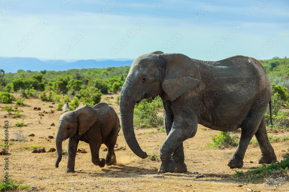 Obraz premium Elephants walking together in a South African landscape during daylight hours