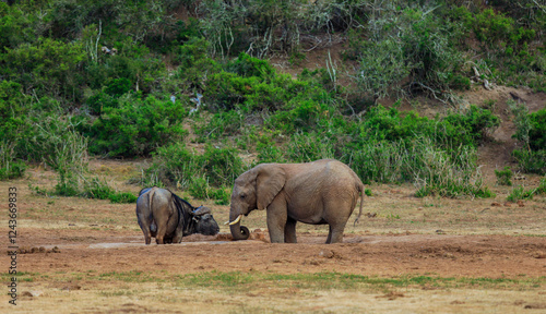 Elephants and wildebeests interact at a watering hole in South Africa during the dry season