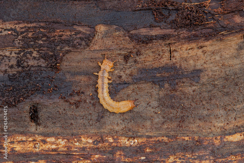 Larva of Cardinal Beetle Pyrochroa sp. under lose bark photo