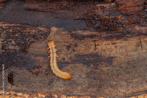 Larva of Cardinal Beetle Pyrochroa sp. under lose bark photo