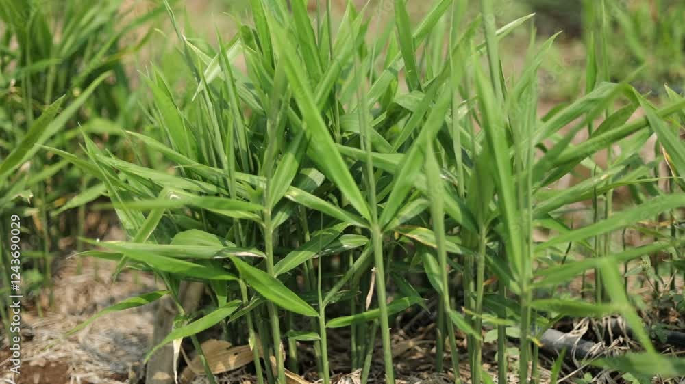 Traditional Ginger Farming in Rural Fields – Professional 4K Footage Showcasing the Growth, Harvesting, and Cultivation of Ginger Plants, Perfect for Documentaries, Agriculture Industry Promotions, an Traditional Ginger Farming in Rural Fields – Professional 4K Footage Showcasing the Growth, Harvesting, and Cultivation of Ginger Plants, Perfect for Documentaries, Agriculture Industry Promotions, an