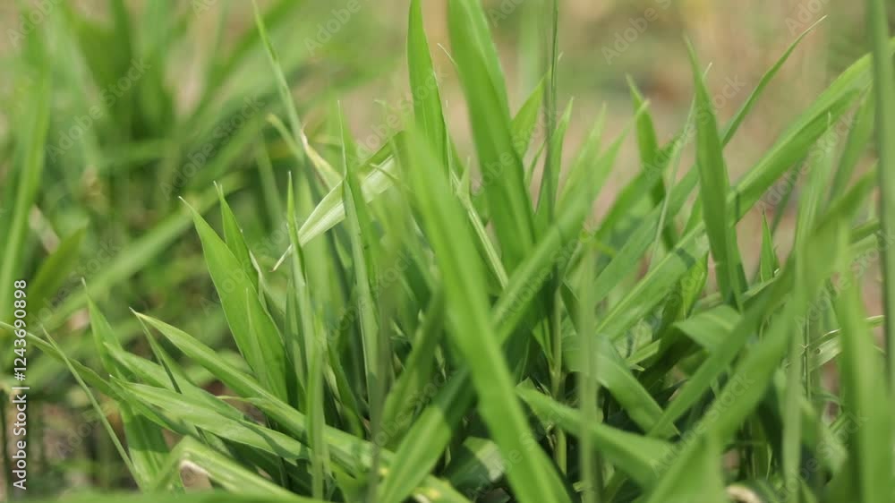 Close-Up of a Farmer’s Hand Displaying Freshly Grown Ginger Sprouts in a Rural Farm – High-Resolution 4K Video Highlighting the Natural Growth Process, Herbal Farming, and Sustainable Agriculture for Close-Up of a Farmer’s Hand Displaying Freshly Grown Ginger Sprouts in a Rural Farm – High-Resolution 4K Video Highlighting the Natural Growth Process, Herbal Farming, and Sustainable Agriculture for