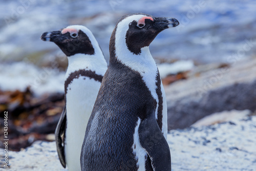 African penguins on a sandy shore by the ocean in South Africa during the day