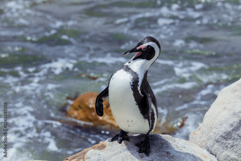 Obraz premium Penguin standing on a rock by the ocean in South Africa during sunny weather
