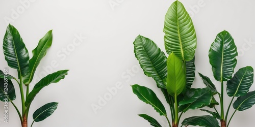 Tropical Alocasia Odora Leaves Isolated Against White Background Highlighting Vibrant Green Foliage With Space For Text or Design Elements photo